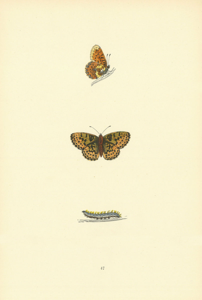 Associate Product BRITISH BUTTERFLIES. Pearl-bordered Fritillary. MORRIS 1893 old antique print