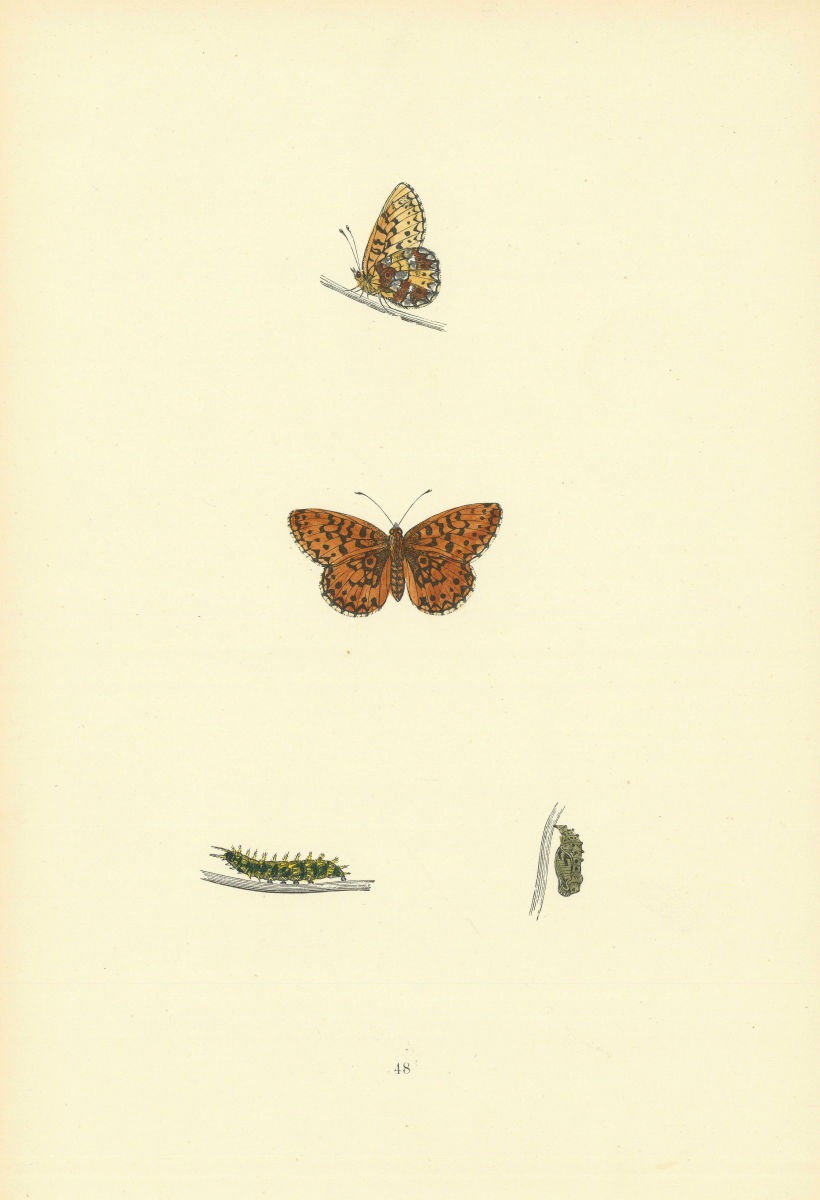 Associate Product BRITISH BUTTERFLIES. Small Pearl-bordered Fritillary. MORRIS 1893 old print
