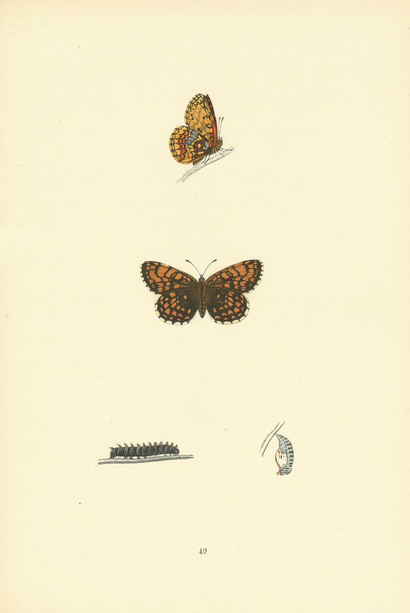 BRITISH BUTTERFLIES. Pearl-bordered Likeness Fritillary. MORRIS 1893 old print