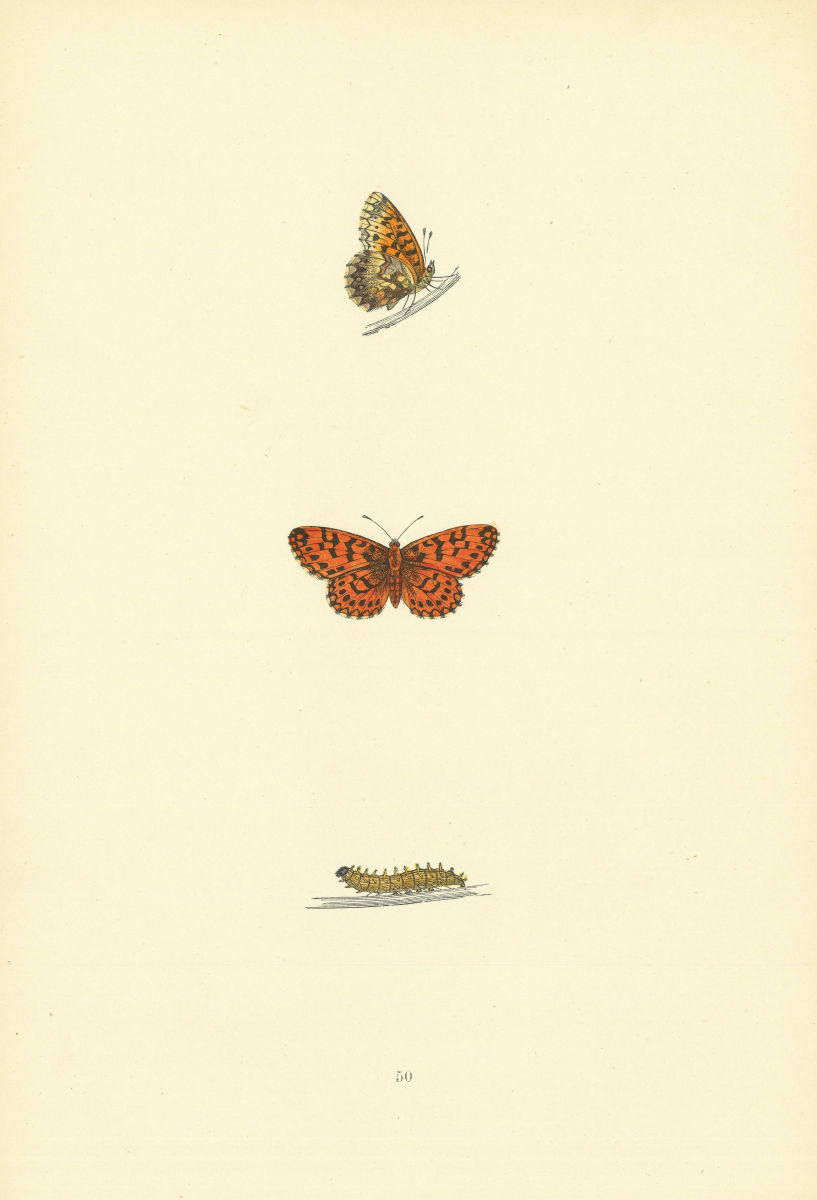 BRITISH BUTTERFLIES. Weaver's Fritillary. MORRIS 1893 old antique print