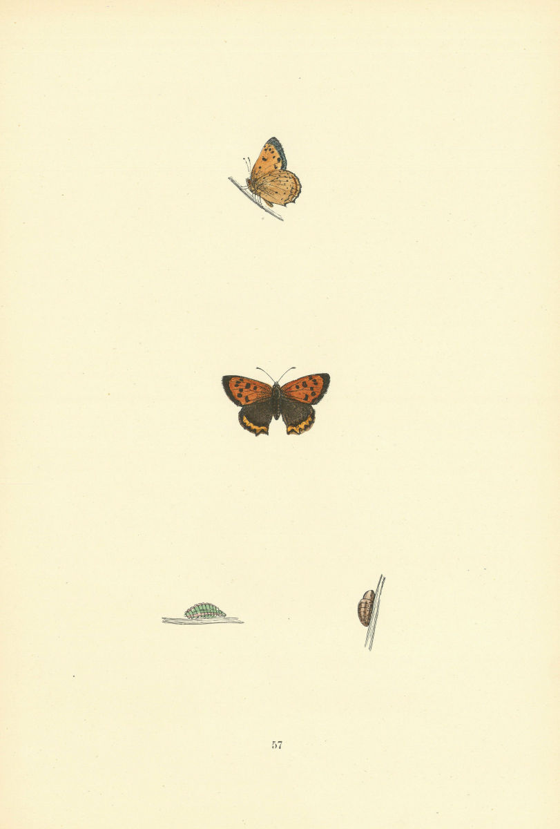 BRITISH BUTTERFLIES. Small Copper. MORRIS 1893 old antique print picture