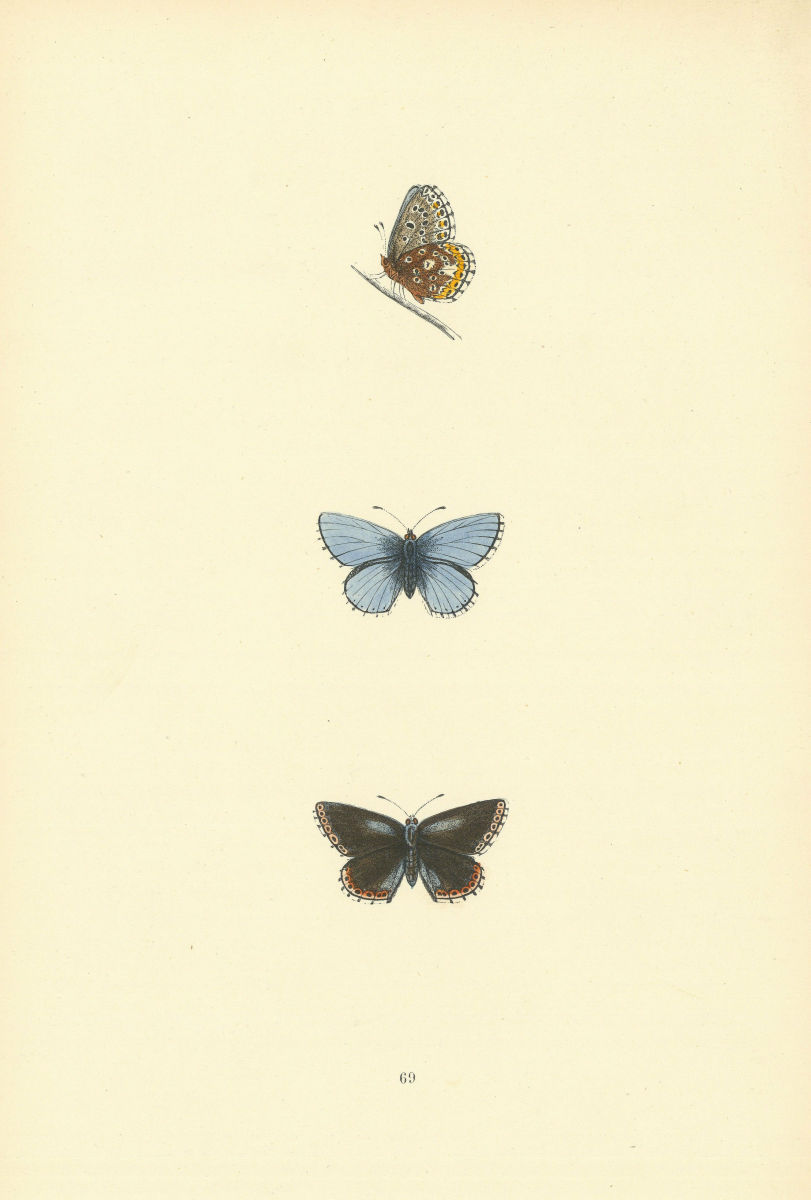 BRITISH BUTTERFLIES. Clifden Blue. MORRIS 1893 old antique print picture