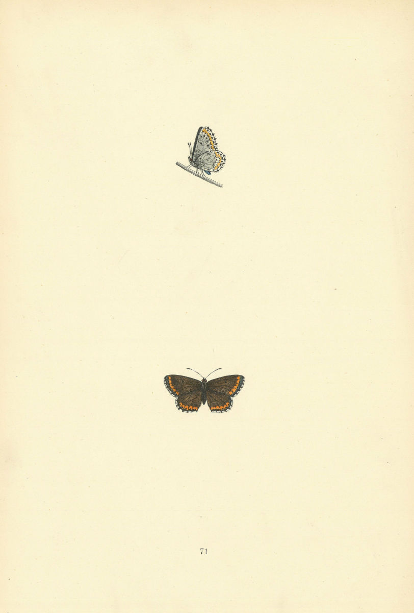 BRITISH BUTTERFLIES. Brown Argus Blue. MORRIS 1893 old antique print picture