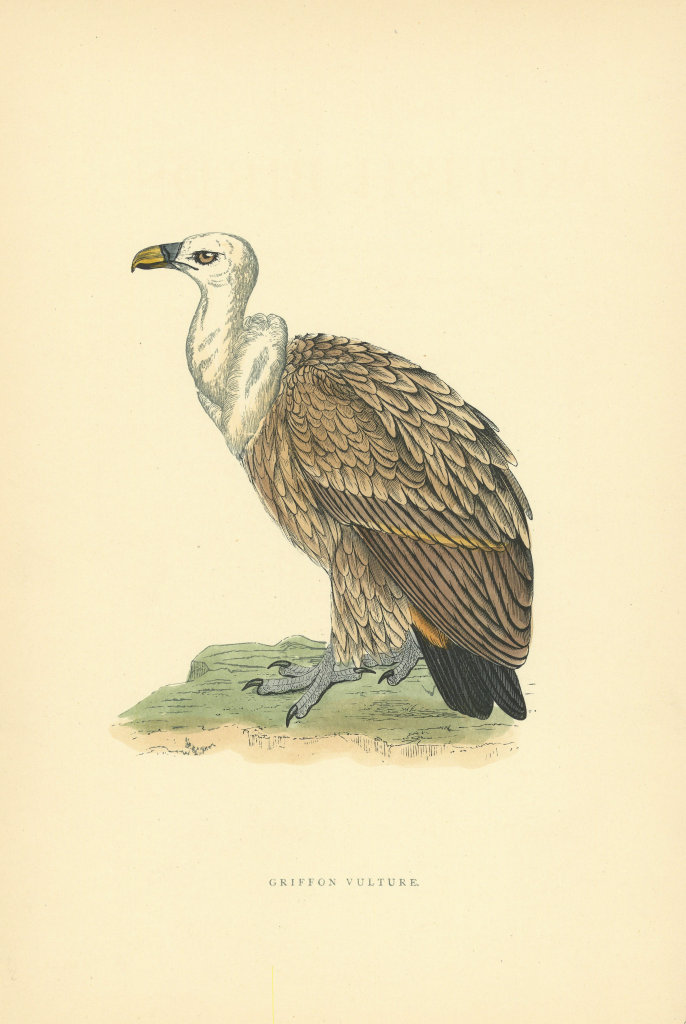 Griffon Vulture. Morris's British Birds. Antique colour print 1903 old