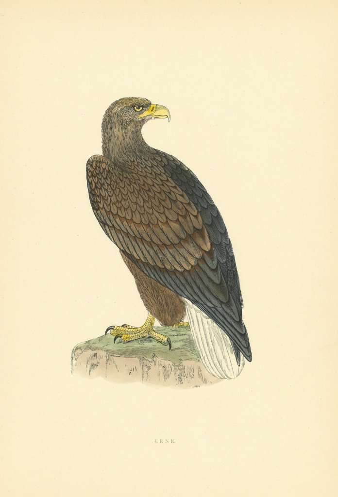 Erne. Morris's British Birds. Antique colour print 1903 old