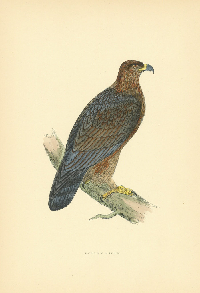 Golden Eagle. Morris's British Birds. Antique colour print 1903