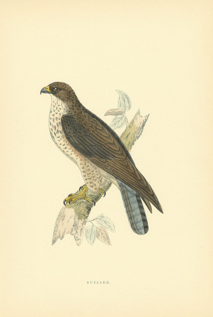 Buzzard. Morris's British Birds. Antique colour print 1903 old