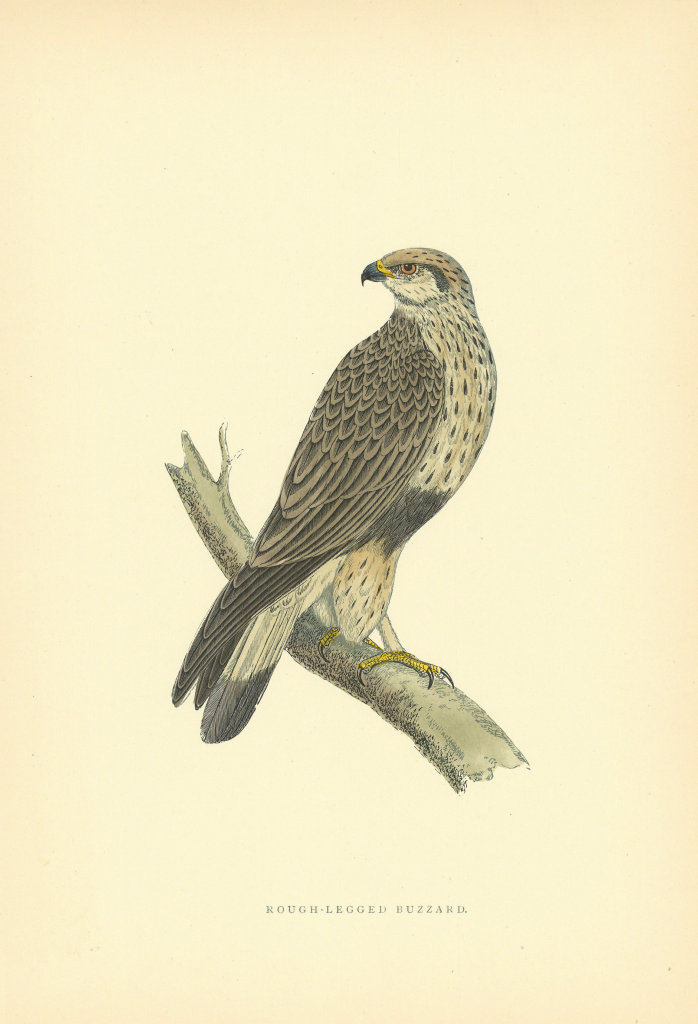 Rough-legged Buzzard. Morris's British Birds. Antique colour print 1903
