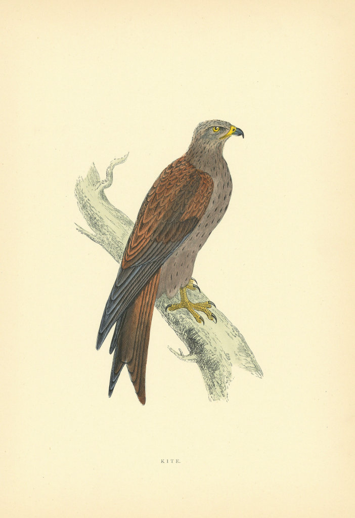 Kite. Morris's British Birds. Antique colour print 1903 old