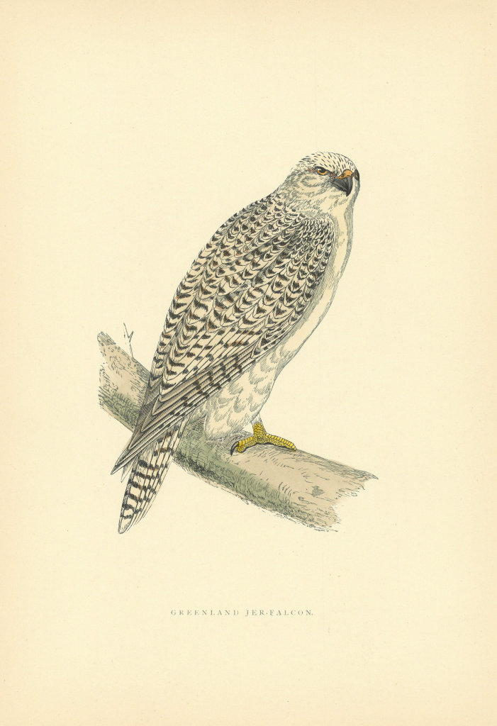 Greenland Jer-Falcon. Morris's British Birds. Antique colour print 1903