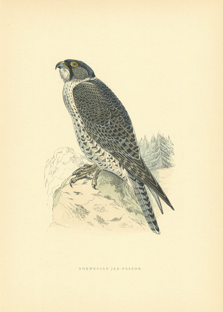 Norwegian Jer-Falcon. Morris's British Birds. Antique colour print 1903