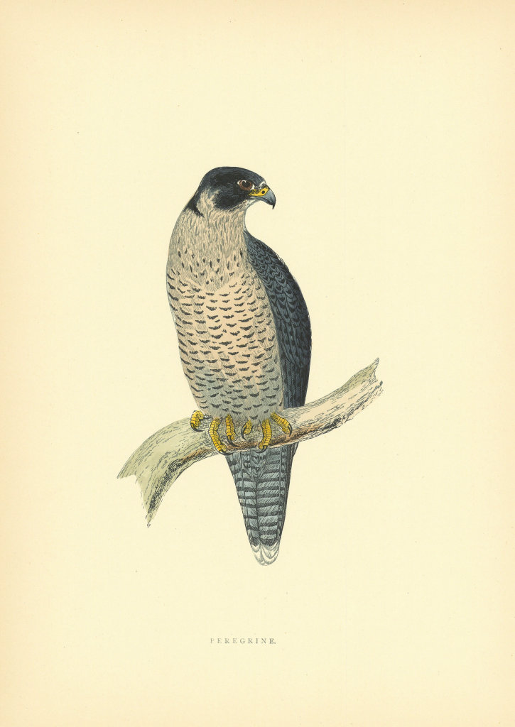 Peregrine-Falcon. Morris's British Birds. Antique colour print 1903 old