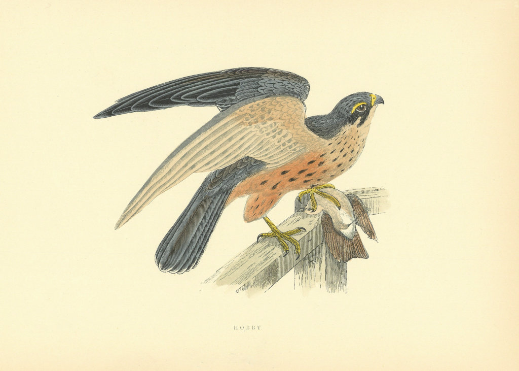 Hobby. Morris's British Birds. Antique colour print 1903 old