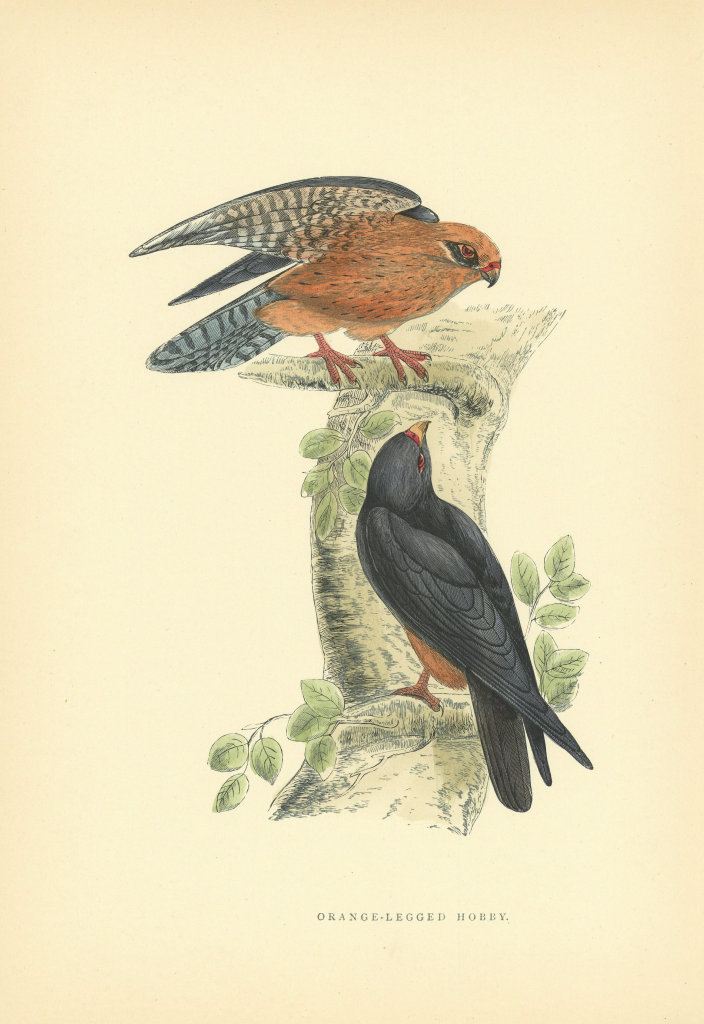 Orange-Legged Hobby. Morris's British Birds. Antique colour print 1903