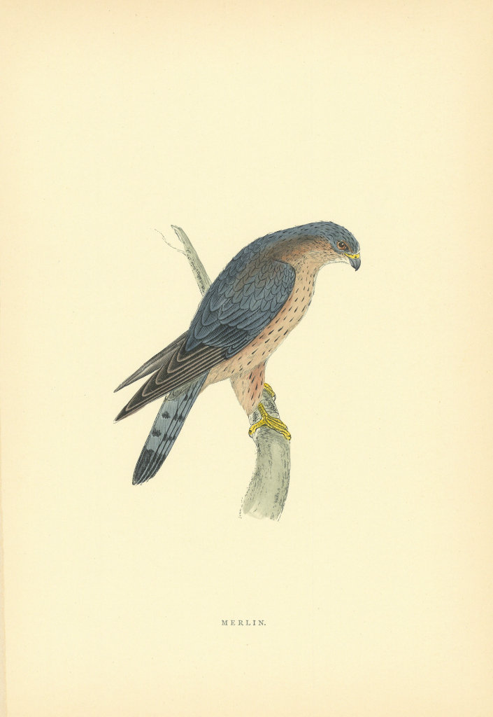 Merlin. Morris's British Birds. Antique colour print 1903 old