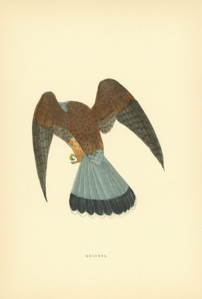 Kestrel. Morris's British Birds. Antique colour print 1903 old