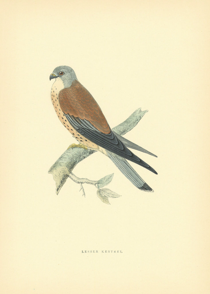 Lesser Kestrel. Morris's British Birds. Antique colour print 1903 old