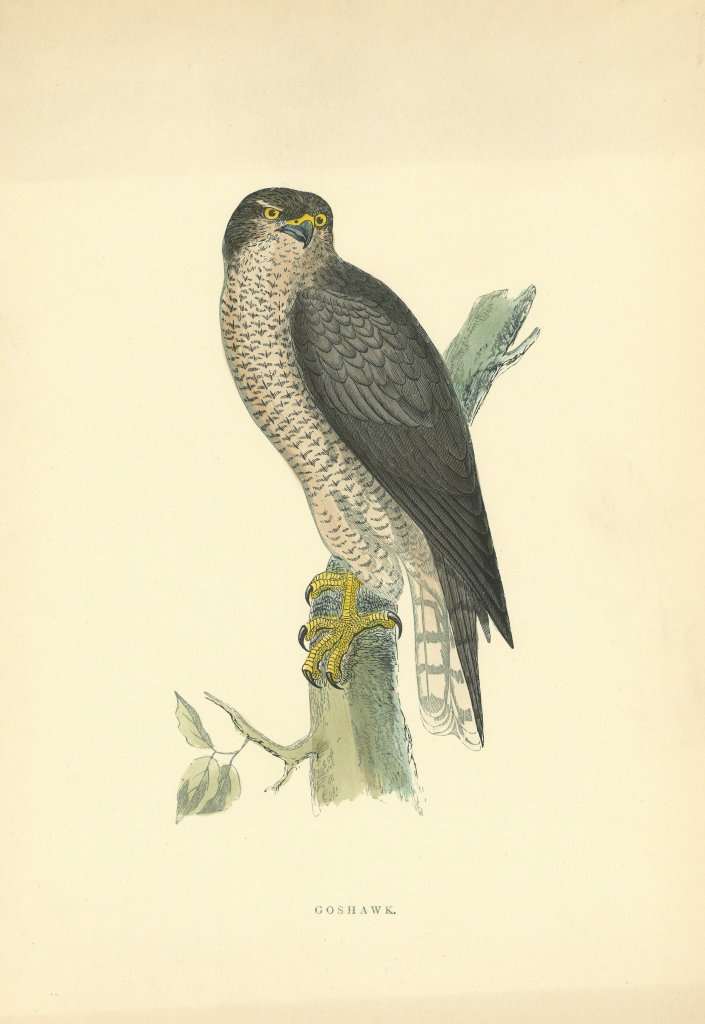 Goshawk. Morris's British Birds. Antique colour print 1903 old
