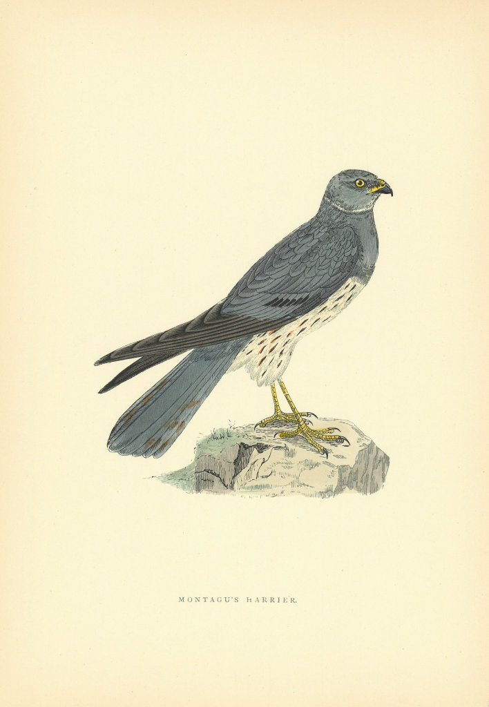 Associate Product Montagu's Harrier. Morris's British Birds. Antique colour print 1903 old
