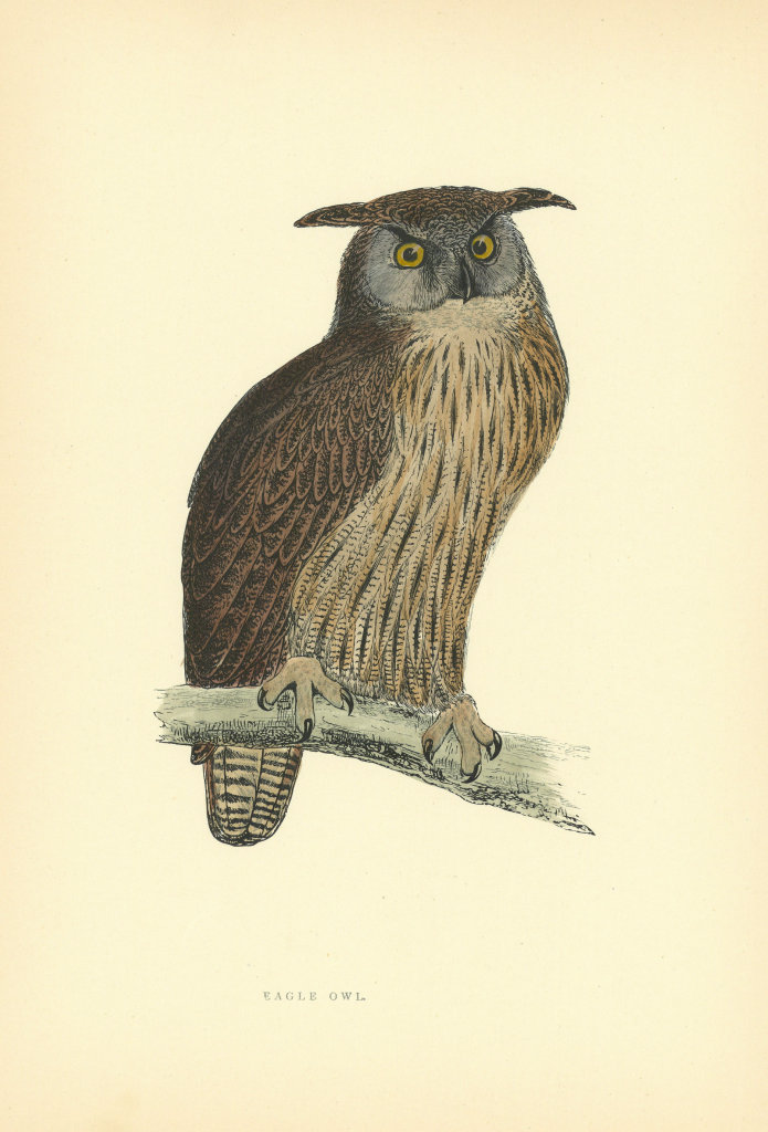 Eagle Owl. Morris's British Birds. Antique colour print 1903 old