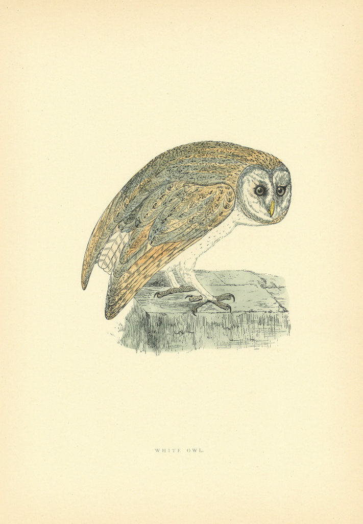 White Owl. Morris's British Birds. Antique colour print 1903 old