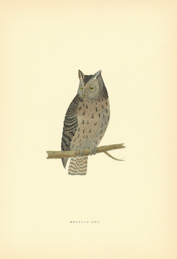 Mottled Owl. Morris's British Birds. Antique colour print 1903 old