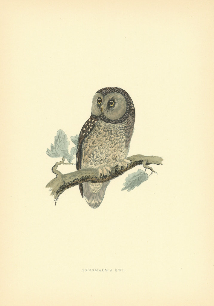 Associate Product Tengmalm's Owl. Morris's British Birds. Antique colour print 1903 old