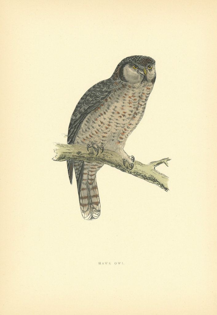 Associate Product Hawk Owl. Morris's British Birds. Antique colour print 1903 old