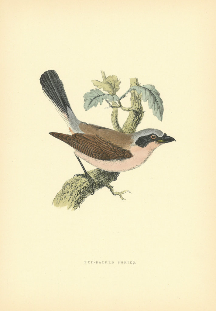 Red-Backed Shrike. Morris's British Birds. Antique colour print 1903 old