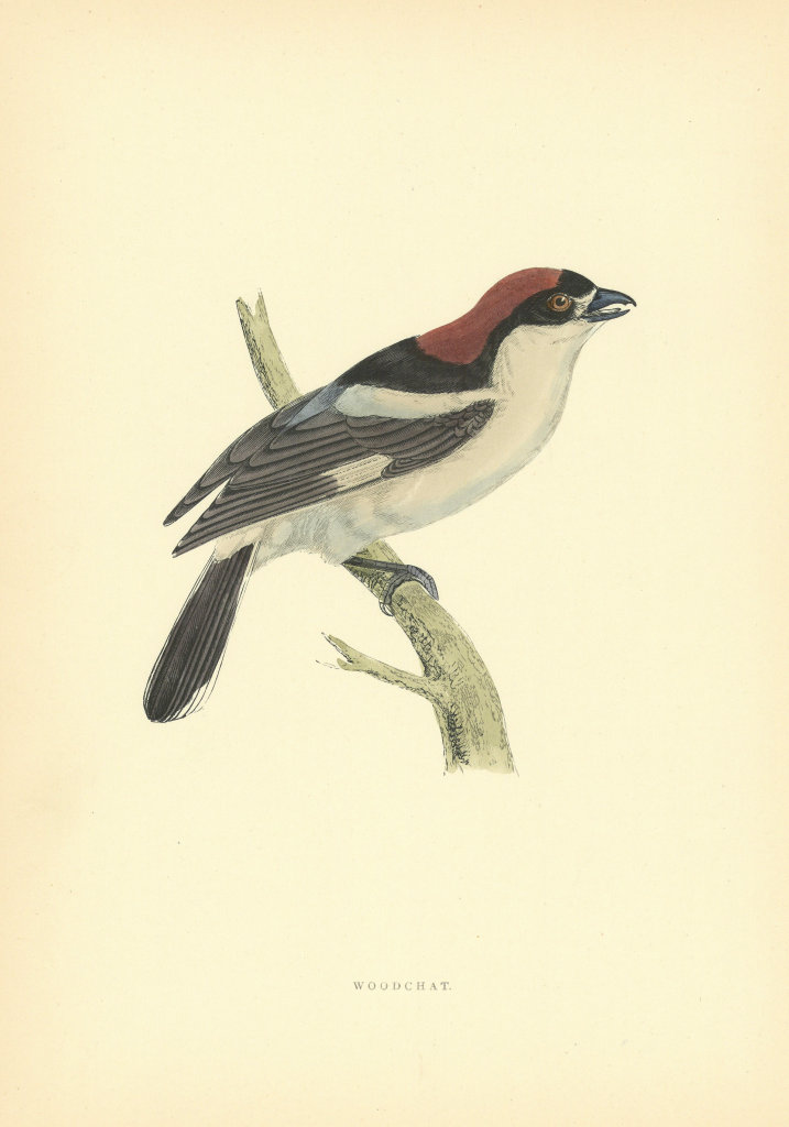 Associate Product Woodchat. Morris's British Birds. Antique colour print 1903 old