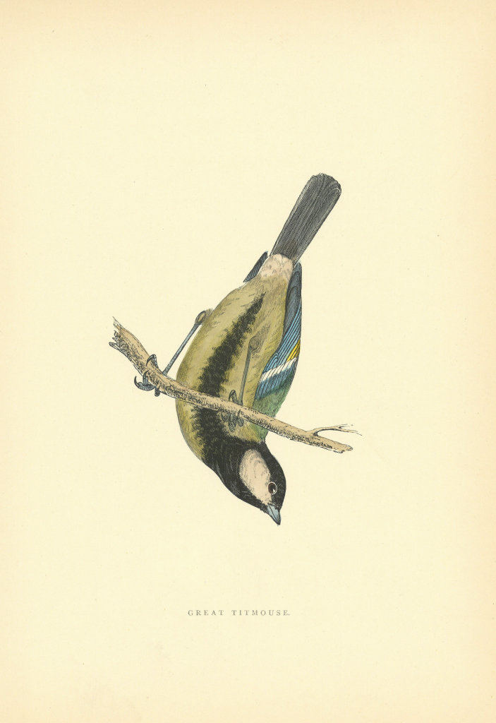 Great Tit. Morris's British Birds. Antique colour print 1903 old