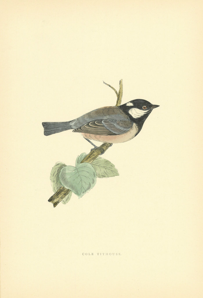 Cole Tit. Morris's British Birds. Antique colour print 1903 old