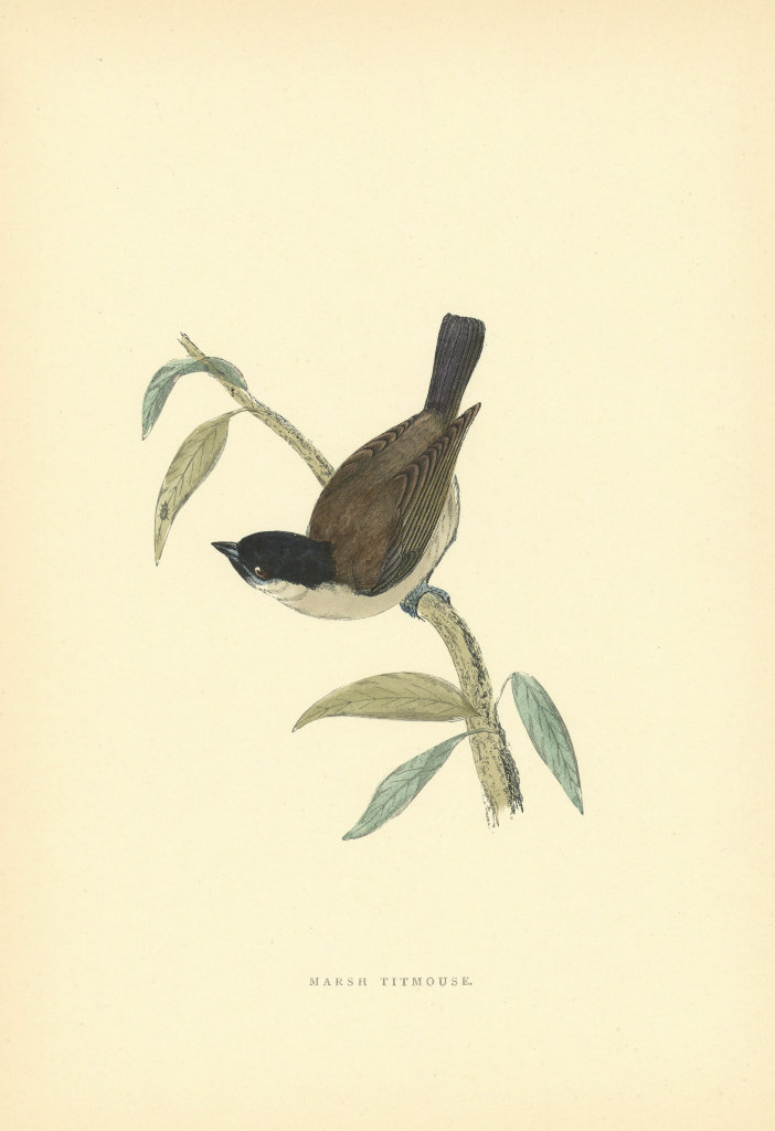 Marsh Tit. Morris's British Birds. Antique colour print 1903 old