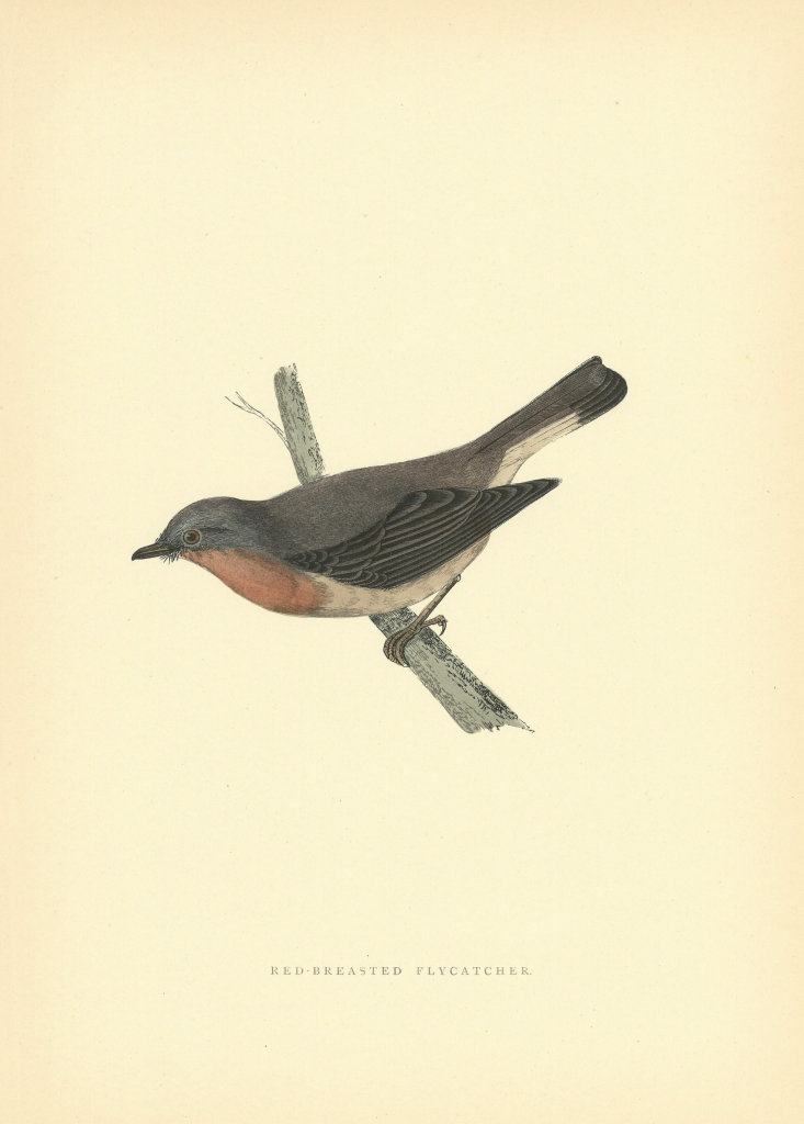 Red-breasted Flycatcher. Morris's British Birds. Antique colour print 1903