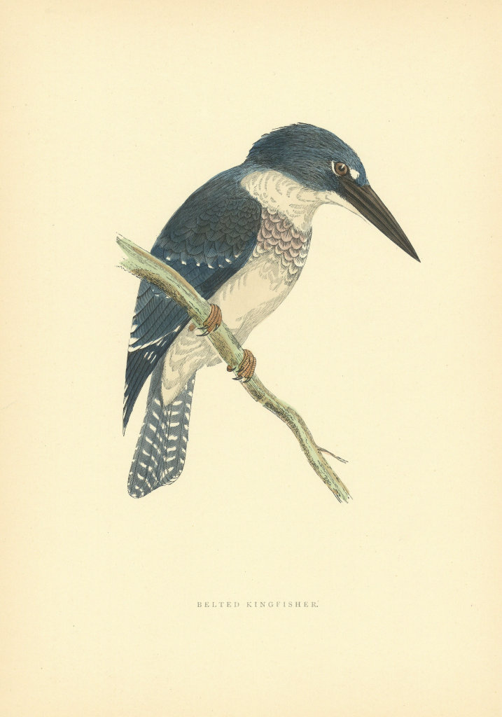 Belted Kingfisher. Morris's British Birds. Antique colour print 1903 old