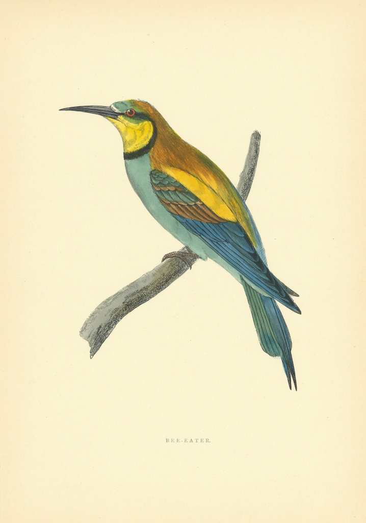 Bee-eater. Morris's British Birds. Antique colour print 1903 old