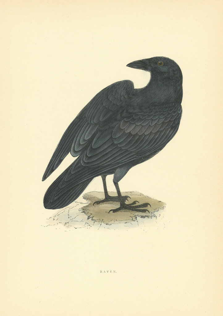 Associate Product Raven. Morris's British Birds. Antique colour print 1903 old
