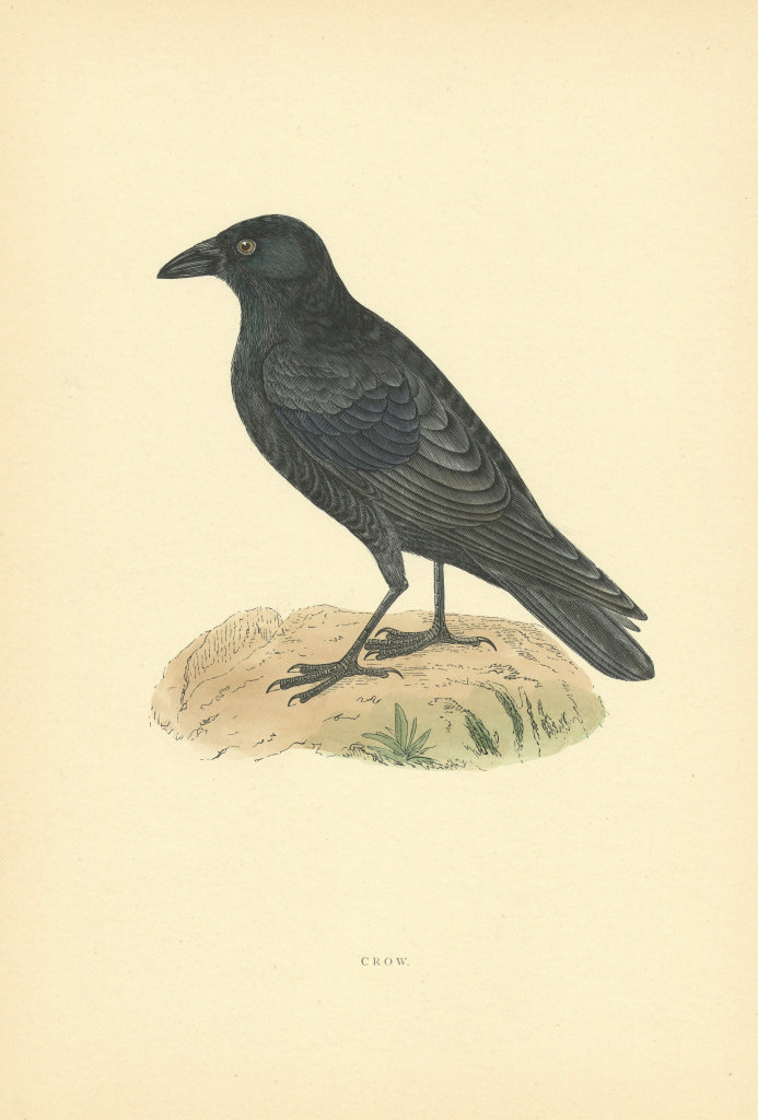 Crow. Morris's British Birds. Antique colour print 1903 old