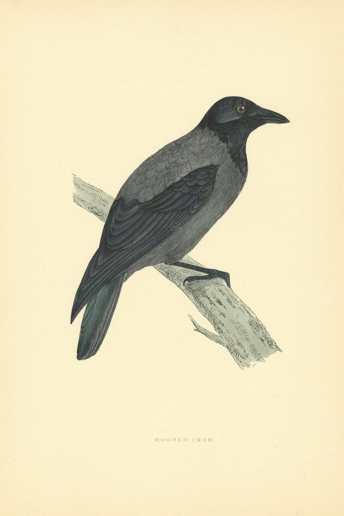 Hooded Crow. Morris's British Birds. Antique colour print 1903 old
