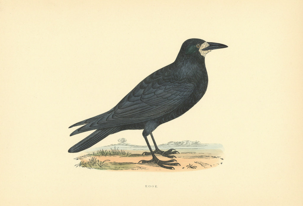 Rook. Morris's British Birds. Antique colour print 1903 old