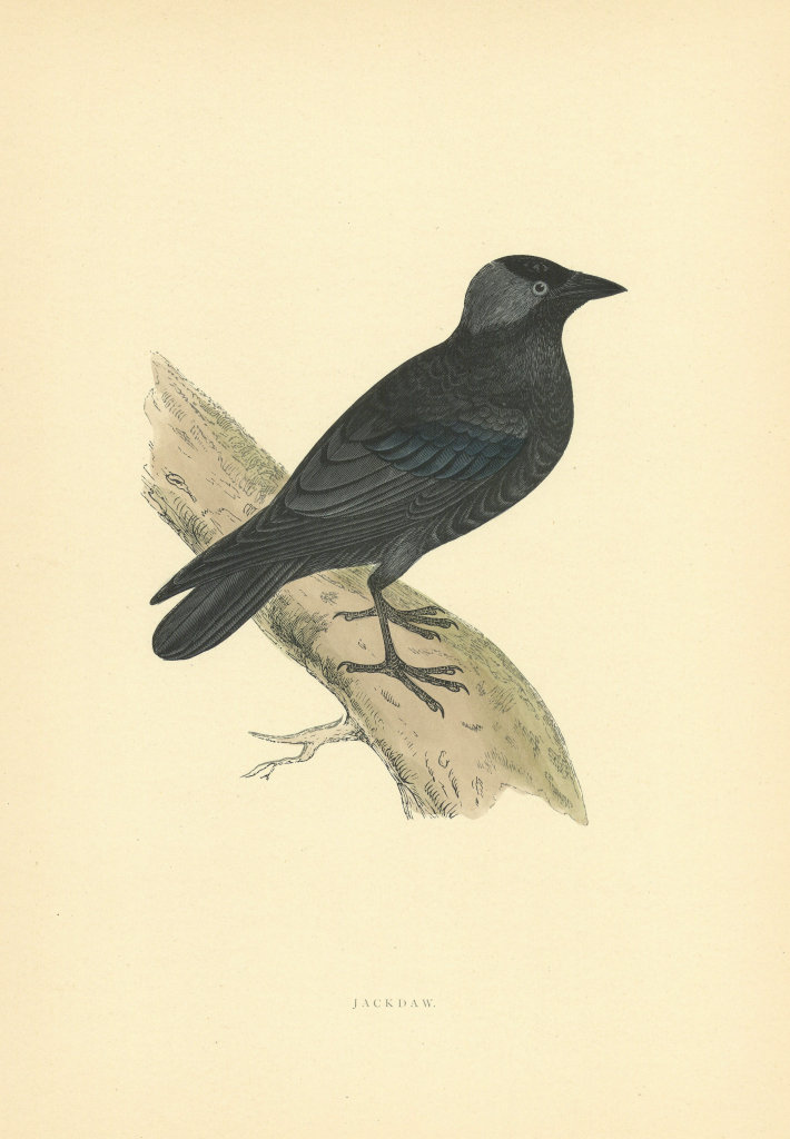 Jackdaw. Morris's British Birds. Antique colour print 1903 old