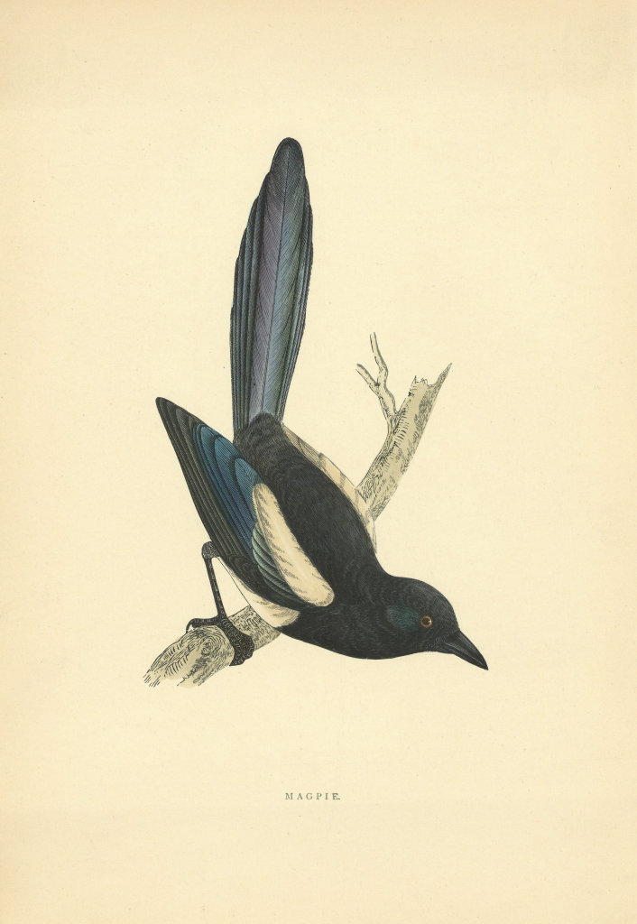 Magpie. Morris's British Birds. Antique colour print 1903 old