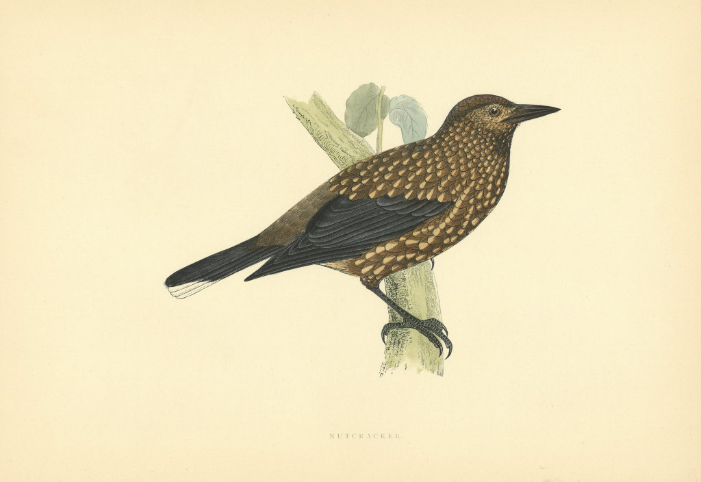Nutcracker. Morris's British Birds. Antique colour print 1903 old