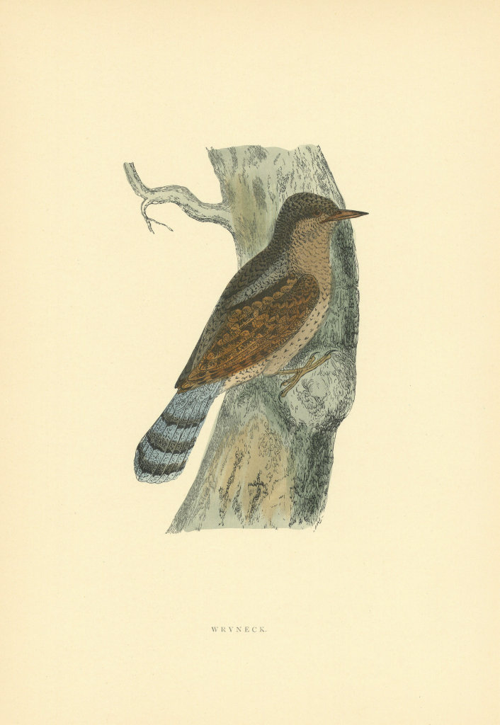 Associate Product Wryneck. Morris's British Birds. Antique colour print 1903 old
