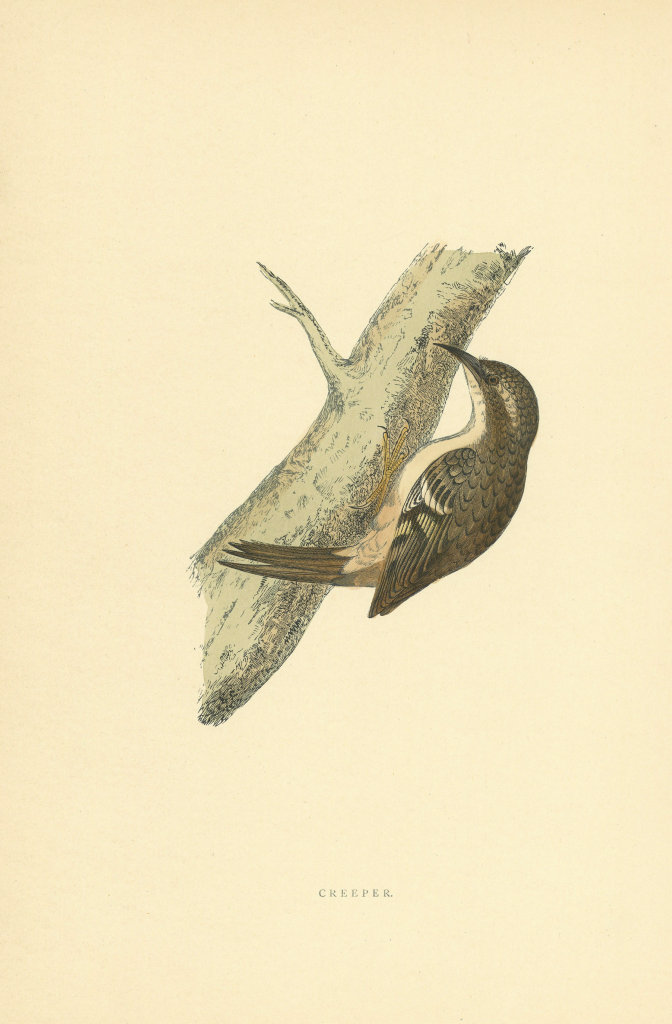 Creeper. Morris's British Birds. Antique colour print 1903 old