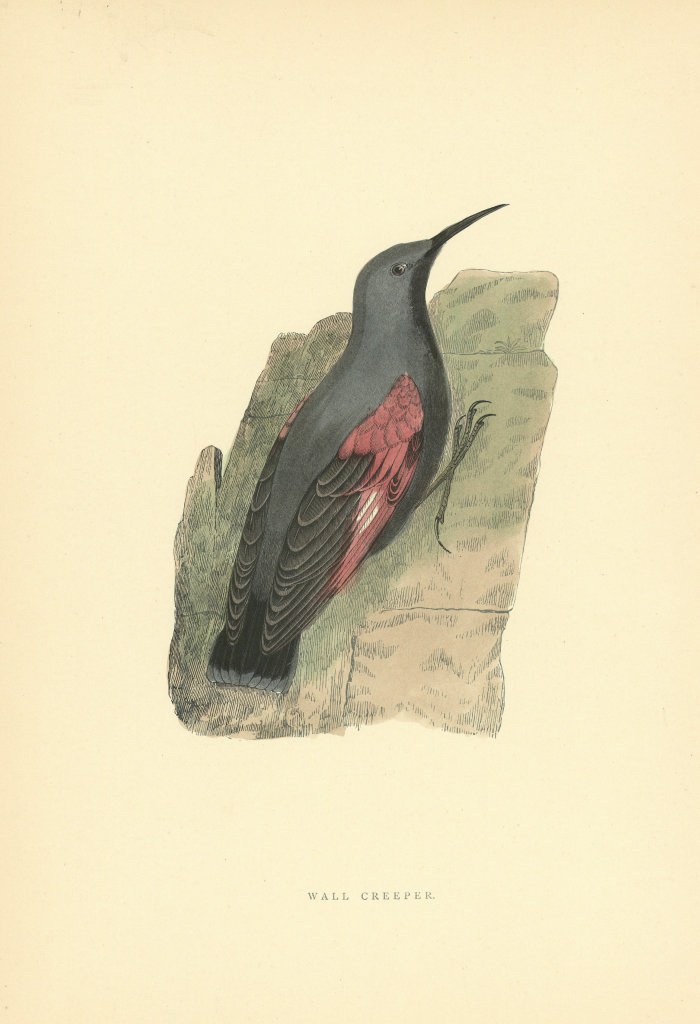 Wall Creeper. Morris's British Birds. Antique colour print 1903 old