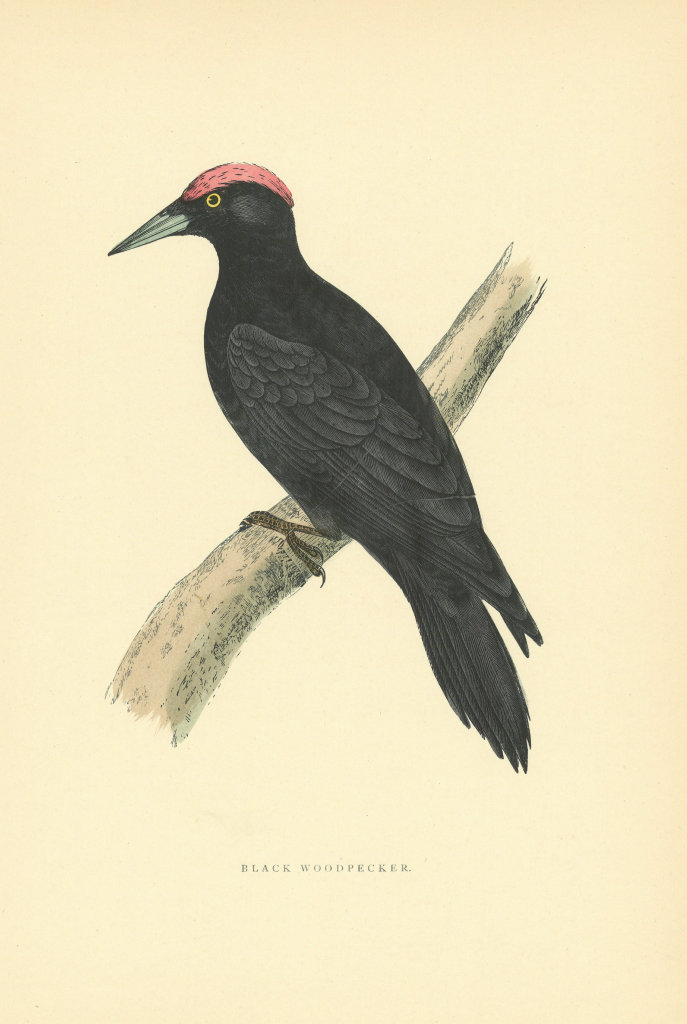 Black Woodpecker. Morris's British Birds. Antique colour print 1903 old