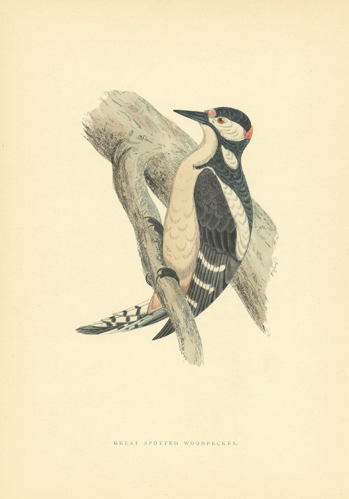 Great Spotted Woodpecker. Morris's British Birds. Antique colour print 1903