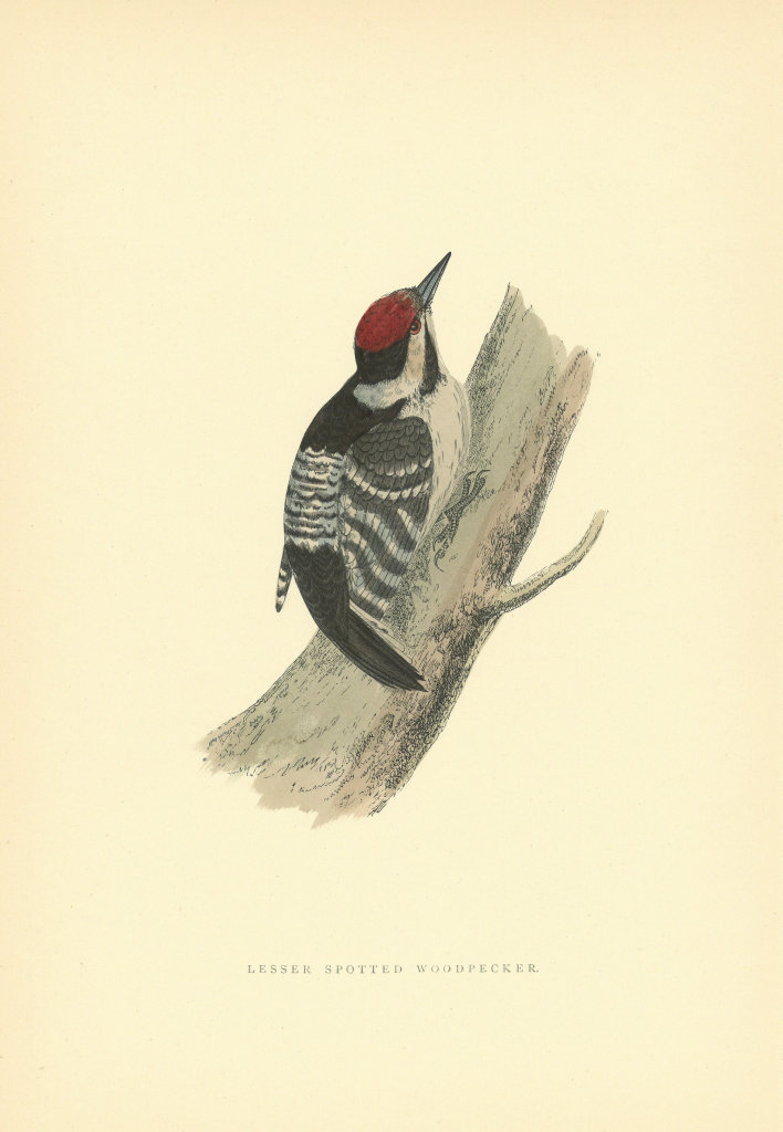 Lesser Spotted Woodpecker. Morris's British Birds. Antique colour print 1903