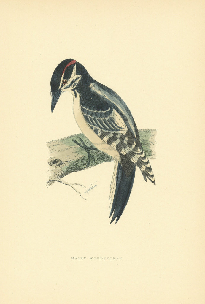 Associate Product Hairy Woodpecker. Morris's British Birds. Antique colour print 1903 old